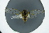  ( - BC ZSM CIC 193)  @11 [ ] CreativeCommons - Attribution Non-Commercial Share-Alike (2016) SNSB, Staatliche Naturwissenschaftliche Sammlungen Bayerns ZSM (SNSB, Zoologische Staatssammlung Muenchen)