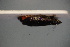  (Hauptidia distinguenda - BC ZSM CIC 200)  @11 [ ] CreativeCommons - Attribution Non-Commercial Share-Alike (2016) SNSB, Staatliche Naturwissenschaftliche Sammlungen Bayerns ZSM (SNSB, Zoologische Staatssammlung Muenchen)
