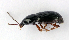  ( - BC ZSM COL 00017)  @12 [ ] CreativeCommons - Attribution Non-Commercial Share-Alike (2010) Unspecified SNSB, Zoologische Staatssammlung Muenchen