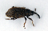  ( - BC ZSM COL 00028)  @13 [ ] CreativeCommons - Attribution Non-Commercial Share-Alike (2010) Unspecified SNSB, Zoologische Staatssammlung Muenchen