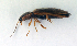  ( - BC ZSM COL 00049)  @12 [ ] CreativeCommons - Attribution Non-Commercial Share-Alike (2010) Unspecified SNSB, Zoologische Staatssammlung Muenchen