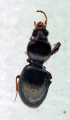  ( - BC ZSM COL 00059)  @12 [ ] CreativeCommons - Attribution Non-Commercial Share-Alike (2010) Unspecified SNSB, Zoologische Staatssammlung Muenchen
