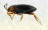  ( - BC ZSM COL 00086)  @12 [ ] CreativeCommons - Attribution Non-Commercial Share-Alike (2010) Unspecified SNSB, Zoologische Staatssammlung Muenchen