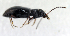  ( - BC ZSM COL 00122)  @12 [ ] CreativeCommons - Attribution Non-Commercial Share-Alike (2010) Unspecified SNSB, Zoologische Staatssammlung Muenchen