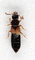  (Anotylus insecatus - BC ZSM COL 00226)  @13 [ ] CreativeCommons - Attribution Non-Commercial Share-Alike (2010) Unspecified SNSB, Zoologische Staatssammlung Muenchen