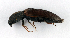  (Sericus brunneus - BC ZSM COL 00260)  @13 [ ] CreativeCommons - Attribution Non-Commercial Share-Alike (2010) Unspecified SNSB, Zoologische Staatssammlung Muenchen