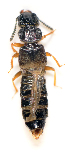  (Anotylus mutator - BC ZSM COL 00354)  @13 [ ] CreativeCommons - Attribution Non-Commercial Share-Alike (2010) Unspecified SNSB, Zoologische Staatssammlung Muenchen