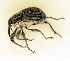  ( - BC ZSM COL 00440)  @13 [ ] CreativeCommons - Attribution Non-Commercial Share-Alike (2010) Unspecified SNSB, Zoologische Staatssammlung Muenchen