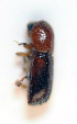  (Xyleborus monographus - BC ZSM COL 00517)  @12 [ ] CreativeCommons - Attribution Non-Commercial Share-Alike (2010) Unspecified SNSB, Zoologische Staatssammlung Muenchen