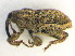  (Coryssomerini - BC ZSM COL 00616)  @14 [ ] CreativeCommons - Attribution Non-Commercial Share-Alike (2010) Unspecified SNSB, Zoologische Staatssammlung Muenchen