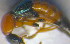  ( - BC ZSM COL 00619)  @12 [ ] CreativeCommons - Attribution Non-Commercial Share-Alike (2010) Unspecified SNSB, Zoologische Staatssammlung Muenchen