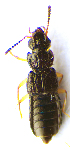  ( - BC ZSM COL 00651)  @11 [ ] CreativeCommons - Attribution Non-Commercial Share-Alike (2010) Unspecified SNSB, Zoologische Staatssammlung Muenchen