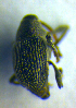  ( - BC ZSM COL 00670)  @11 [ ] CreativeCommons - Attribution Non-Commercial Share-Alike (2010) Unspecified SNSB, Zoologische Staatssammlung Muenchen