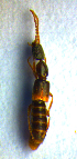  ( - BC ZSM COL 00673)  @12 [ ] CreativeCommons - Attribution Non-Commercial Share-Alike (2010) Unspecified SNSB, Zoologische Staatssammlung Muenchen