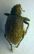  ( - BC ZSM COL 00680)  @11 [ ] CreativeCommons - Attribution Non-Commercial Share-Alike (2010) Unspecified SNSB, Zoologische Staatssammlung Muenchen