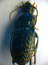  ( - BC ZSM COL 00690)  @12 [ ] CreativeCommons - Attribution Non-Commercial Share-Alike (2010) Unspecified SNSB, Zoologische Staatssammlung Muenchen
