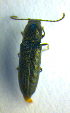  ( - BC ZSM COL 00699)  @12 [ ] CreativeCommons - Attribution Non-Commercial Share-Alike (2010) Unspecified SNSB, Zoologische Staatssammlung Muenchen