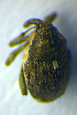  ( - BC ZSM COL 00700)  @12 [ ] CreativeCommons - Attribution Non-Commercial Share-Alike (2010) Unspecified SNSB, Zoologische Staatssammlung Muenchen