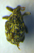  ( - BC ZSM COL 00702)  @12 [ ] CreativeCommons - Attribution Non-Commercial Share-Alike (2010) Unspecified SNSB, Zoologische Staatssammlung Muenchen