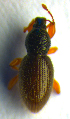  ( - BC ZSM COL 00704)  @12 [ ] CreativeCommons - Attribution Non-Commercial Share-Alike (2010) Unspecified SNSB, Zoologische Staatssammlung Muenchen