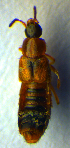  ( - BC ZSM COL 00715)  @11 [ ] CreativeCommons - Attribution Non-Commercial Share-Alike (2010) Unspecified SNSB, Zoologische Staatssammlung Muenchen