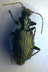  ( - BC ZSM COL 00716)  @13 [ ] CreativeCommons - Attribution Non-Commercial Share-Alike (2010) Unspecified SNSB, Zoologische Staatssammlung Muenchen