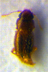  ( - BC ZSM COL 00730)  @12 [ ] CreativeCommons - Attribution Non-Commercial Share-Alike (2010) Unspecified SNSB, Zoologische Staatssammlung Muenchen