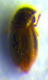  ( - BC ZSM COL 00739)  @11 [ ] CreativeCommons - Attribution Non-Commercial Share-Alike (2010) Unspecified SNSB, Zoologische Staatssammlung Muenchen