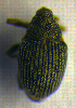  ( - BC ZSM COL 00755)  @12 [ ] CreativeCommons - Attribution Non-Commercial Share-Alike (2010) Unspecified SNSB, Zoologische Staatssammlung Muenchen