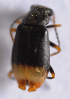  (Hypebaeus flavipes - BC ZSM COL 00783)  @12 [ ] CreativeCommons - Attribution Non-Commercial Share-Alike (2010) Unspecified SNSB, Zoologische Staatssammlung Muenchen