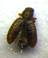  ( - BC ZSM COL 00809)  @12 [ ] CreativeCommons - Attribution Non-Commercial Share-Alike (2010) Unspecified SNSB, Zoologische Staatssammlung Muenchen