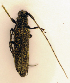  (Agapanthia cardui - BC ZSM COL 00834)  @13 [ ] CreativeCommons - Attribution Non-Commercial Share-Alike (2010) Unspecified SNSB, Zoologische Staatssammlung Muenchen
