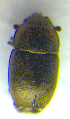 ( - BC ZSM COL 00839)  @12 [ ] CreativeCommons - Attribution Non-Commercial Share-Alike (2010) Unspecified SNSB, Zoologische Staatssammlung Muenchen