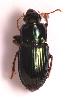  (Harpalus honestus - BC ZSM COL 00853)  @13 [ ] CreativeCommons - Attribution Non-Commercial Share-Alike (2010) Unspecified SNSB, Zoologische Staatssammlung Muenchen