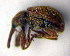  ( - BC ZSM COLA 00011)  @11 [ ] CreativeCommons - Attribution Non-Commercial Share-Alike (2010) Unspecified SNSB, Zoologische Staatssammlung Muenchen