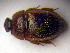  ( - BC ZSM COLA 00012)  @12 [ ] CreativeCommons - Attribution Non-Commercial Share-Alike (2010) Unspecified SNSB, Zoologische Staatssammlung Muenchen