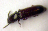  ( - BC ZSM COLA 00023)  @13 [ ] CreativeCommons - Attribution Non-Commercial Share-Alike (2010) Unspecified SNSB, Zoologische Staatssammlung Muenchen
