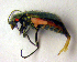  ( - BC ZSM COLA 00038)  @14 [ ] CreativeCommons - Attribution Non-Commercial Share-Alike (2010) Unspecified SNSB, Zoologische Staatssammlung Muenchen