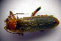  ( - BC ZSM COLA 00042)  @13 [ ] CreativeCommons - Attribution Non-Commercial Share-Alike (2010) Unspecified SNSB, Zoologische Staatssammlung Muenchen