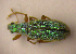  ( - BC ZSM COLA 00051)  @13 [ ] CreativeCommons - Attribution Non-Commercial Share-Alike (2010) Unspecified SNSB, Zoologische Staatssammlung Muenchen