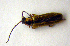  ( - BC ZSM COLA 00054)  @12 [ ] CreativeCommons - Attribution Non-Commercial Share-Alike (2010) Unspecified SNSB, Zoologische Staatssammlung Muenchen