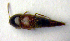  ( - BC ZSM COLA 00059)  @12 [ ] CreativeCommons - Attribution Non-Commercial Share-Alike (2010) Unspecified SNSB, Zoologische Staatssammlung Muenchen