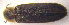  ( - BC ZSM COLA 00084)  @12 [ ] CreativeCommons - Attribution Non-Commercial Share-Alike (2010) Unspecified SNSB, Zoologische Staatssammlung Muenchen