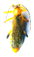  ( - BC ZSM COL 00863)  @12 [ ] CreativeCommons - Attribution Non-Commercial Share-Alike (2010) Unspecified SNSB, Zoologische Staatssammlung Muenchen