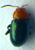  ( - BC ZSM COL 00955)  @12 [ ] CreativeCommons - Attribution Non-Commercial Share-Alike (2010) Unspecified SNSB, Zoologische Staatssammlung Muenchen