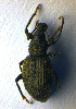  ( - BC ZSM COL 00957)  @11 [ ] CreativeCommons - Attribution Non-Commercial Share-Alike (2010) Unspecified SNSB, Zoologische Staatssammlung Muenchen