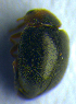  ( - BC ZSM COL 00959)  @12 [ ] CreativeCommons - Attribution Non-Commercial Share-Alike (2010) Unspecified SNSB, Zoologische Staatssammlung Muenchen