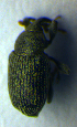  ( - BC ZSM COL 00979)  @11 [ ] CreativeCommons - Attribution Non-Commercial Share-Alike (2010) Unspecified SNSB, Zoologische Staatssammlung Muenchen