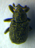 ( - BC ZSM COL 00980)  @11 [ ] CreativeCommons - Attribution Non-Commercial Share-Alike (2010) Unspecified SNSB, Zoologische Staatssammlung Muenchen