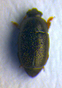  ( - BC ZSM COL 00981)  @11 [ ] CreativeCommons - Attribution Non-Commercial Share-Alike (2010) Unspecified SNSB, Zoologische Staatssammlung Muenchen